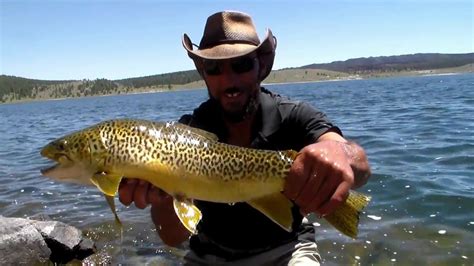 panguitch lake fishing report